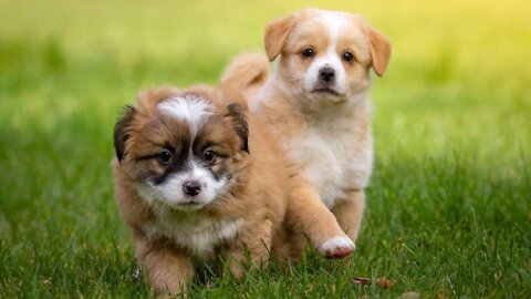 Puppy Playing In The Park