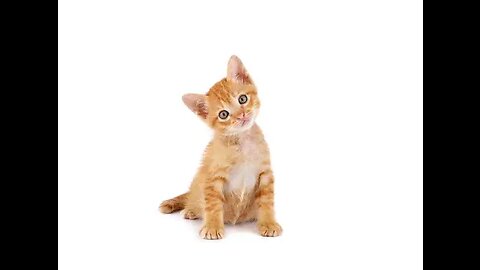 Kitten Playdate Paradise: Heartwarming Moments!