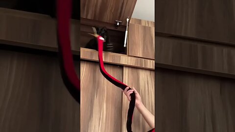Cat plays cool #cat #catvideos #catlover #cats #kitten #shortsviral #cutecat #puppy #pet #pets #cats