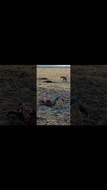 Breakfast For Scavengers! #shorts | #ShortsAfrica | #Septdailyshorts