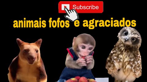 Animal fofo comendo sua fruta