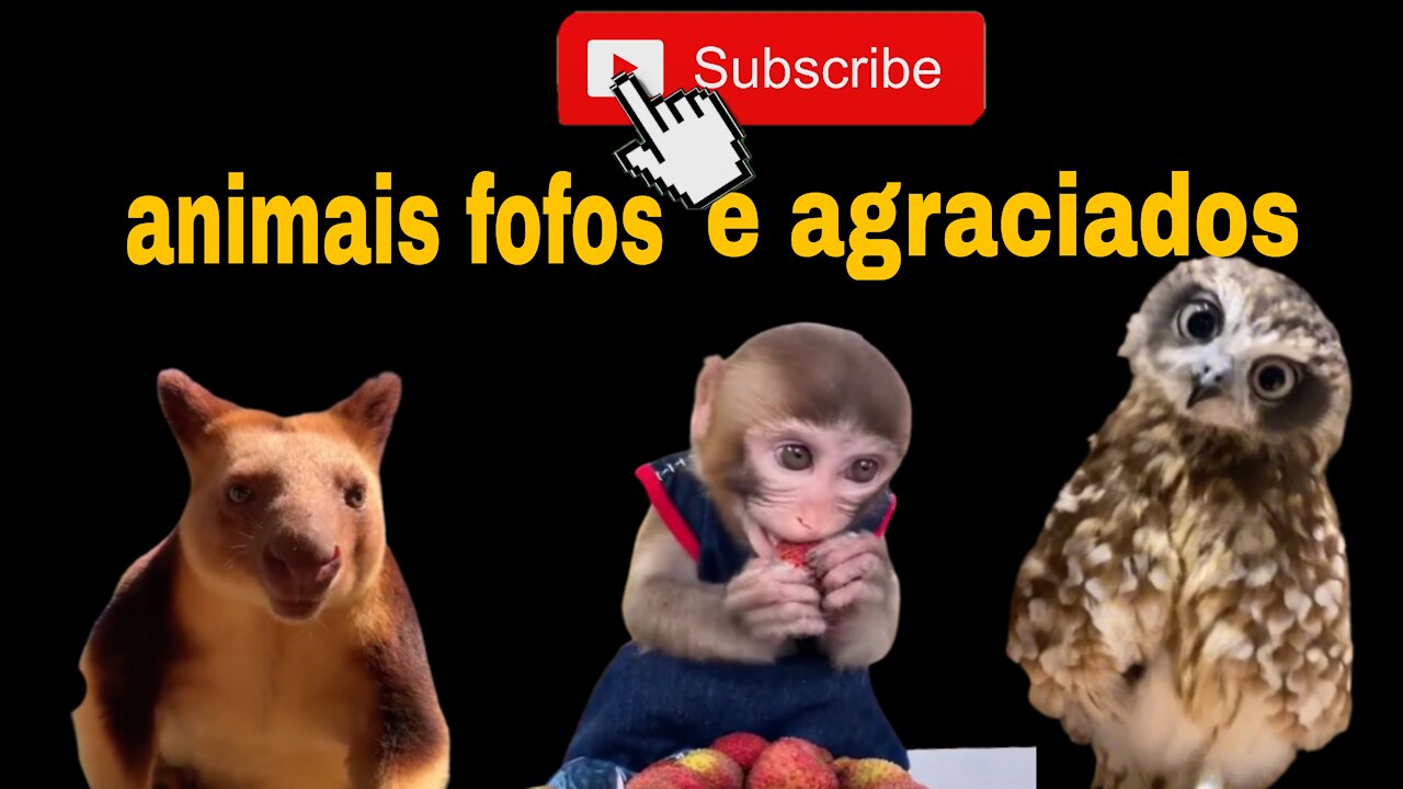 Animal fofo comendo sua fruta
