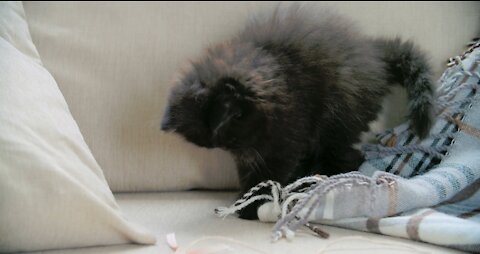 A pet kitten playing with a blanket in the sofa