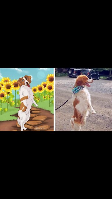 Oscar lost his one leg, now he walking like humans