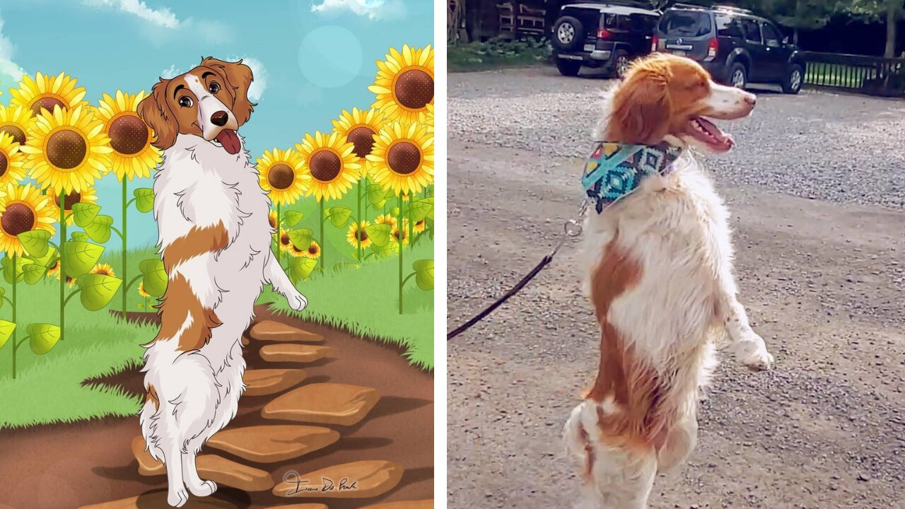 Oscar lost his one leg, now he walking like humans