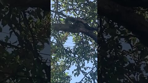 Naughty squirrel caught on video not far from my home #nature