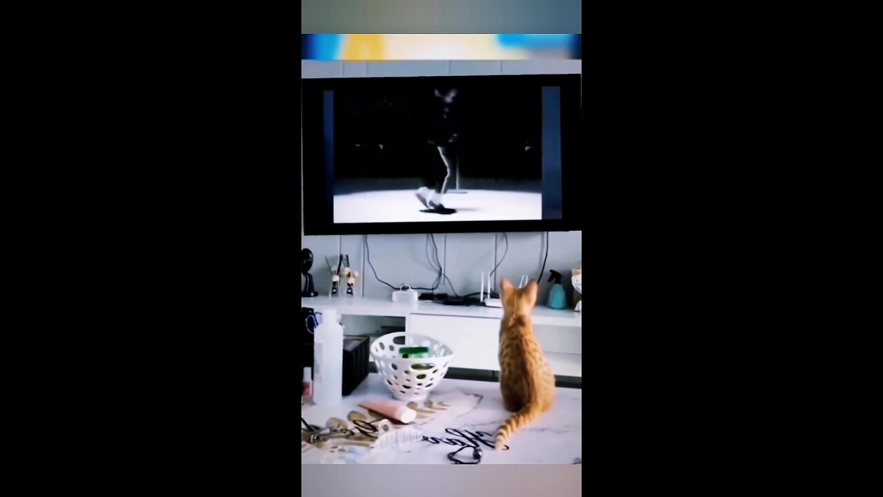 Cat Jackson Practice Moonwalk 🕺 😺😂