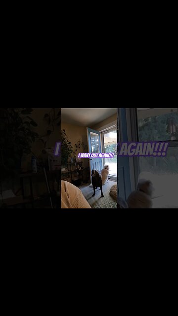 Duke wants OUT! (Again. 3rd time in 10 minutes!) Good morning Ground Krew! #chocolatelab #liltyrant