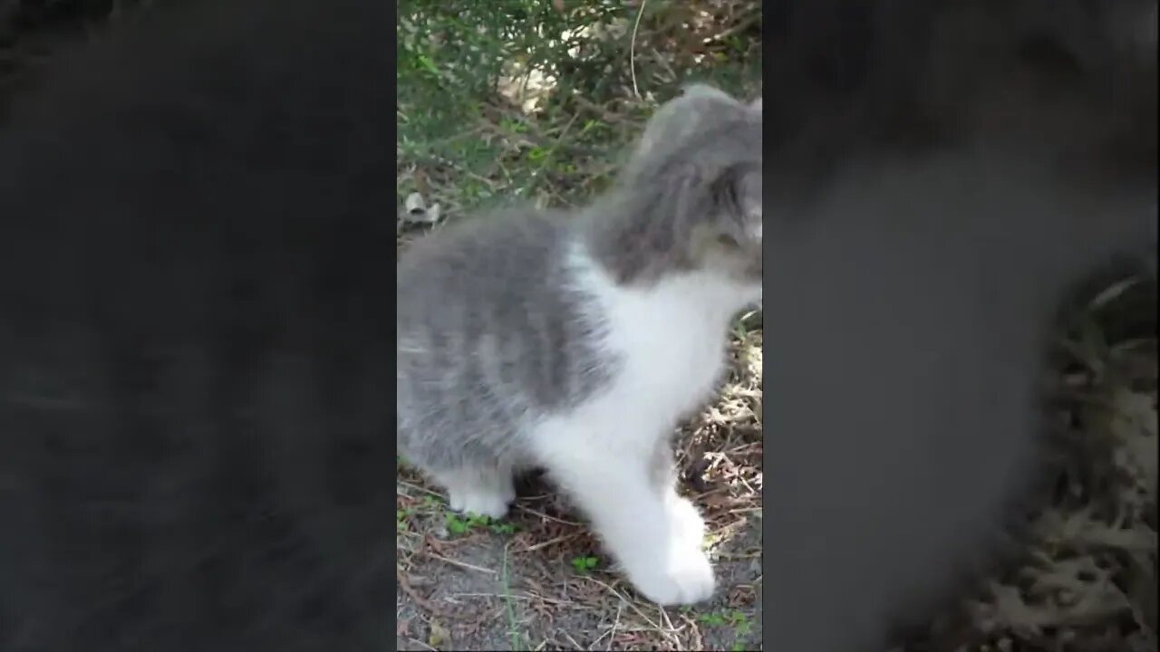 Нашел шустрый котенок вислоухий