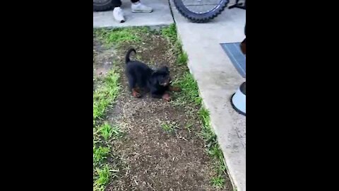 Rottweiler Mom And Son Argue 🥰❤