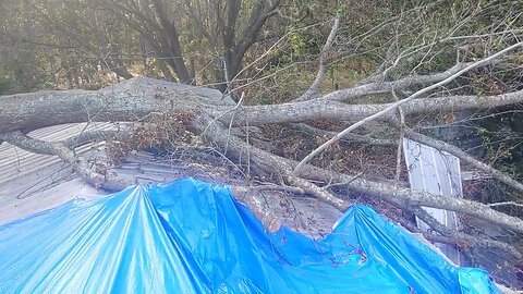 Tree Removal Major Problems