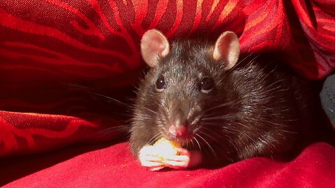 Adorable Pet Rat Enjoying a Tasty Corn Ball Treat