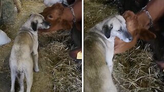 Dog And Cow Besties Share An Incredible Bond