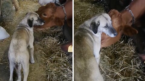 Dog And Cow Besties Share An Incredible Bond