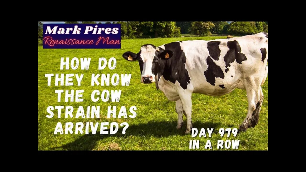 So Now The Cow and it's Moo Have Arrived? How Did You Figure That Out?