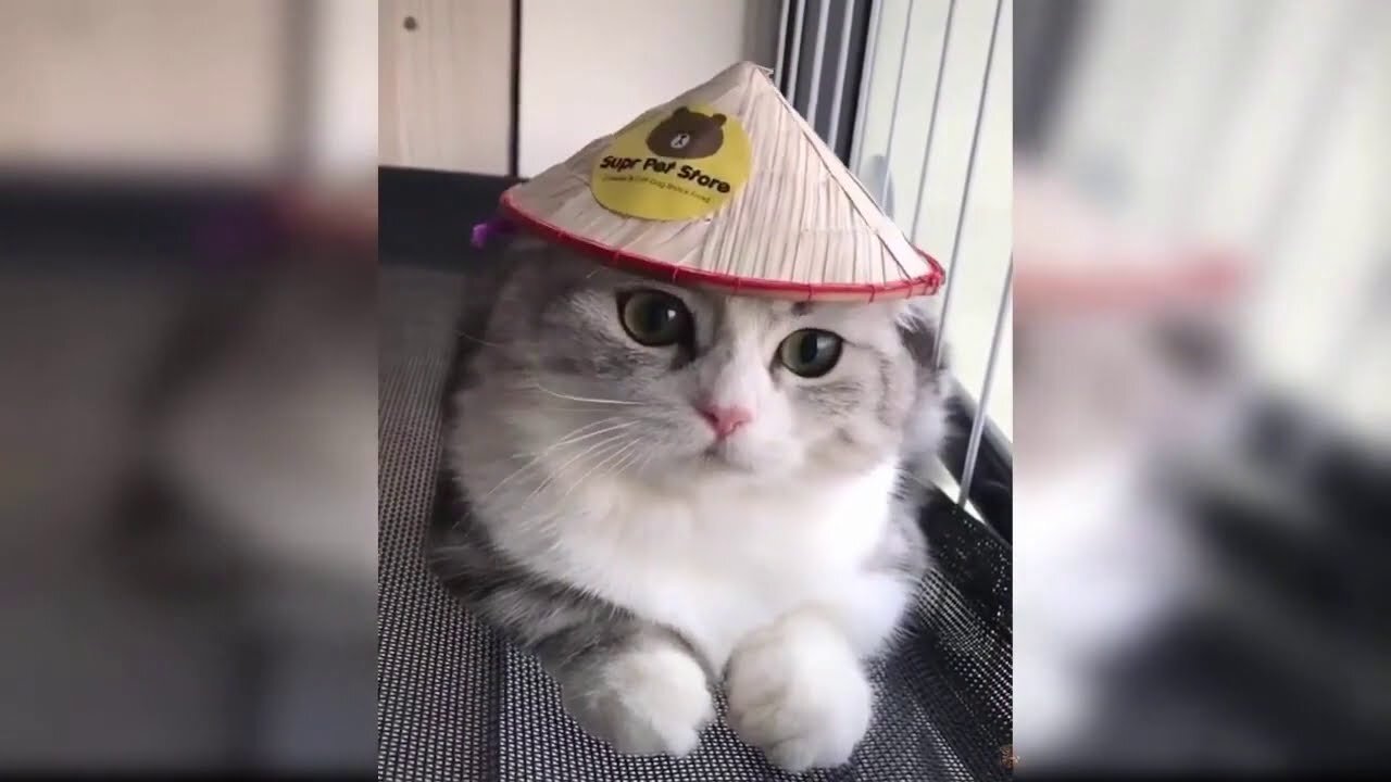 Very funny cats Watch this wonderful cat