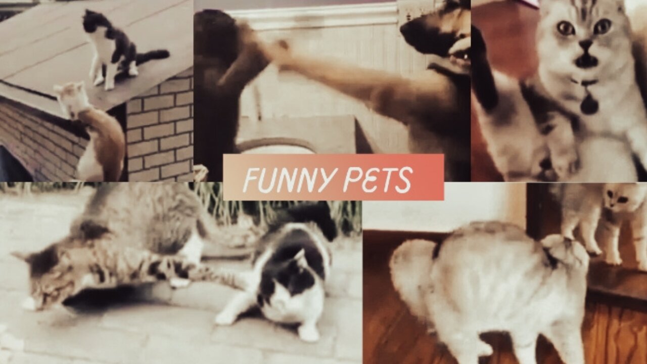 Funny cats watch and laugh | funny pets