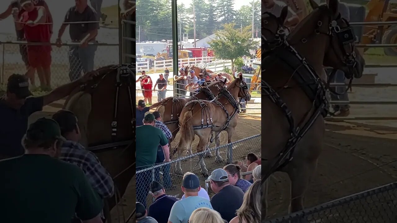 Windsor Fair, Horse Pull, 2023 Winning Team Part 3