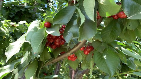 Yummiest U-Pick Cherries!!!