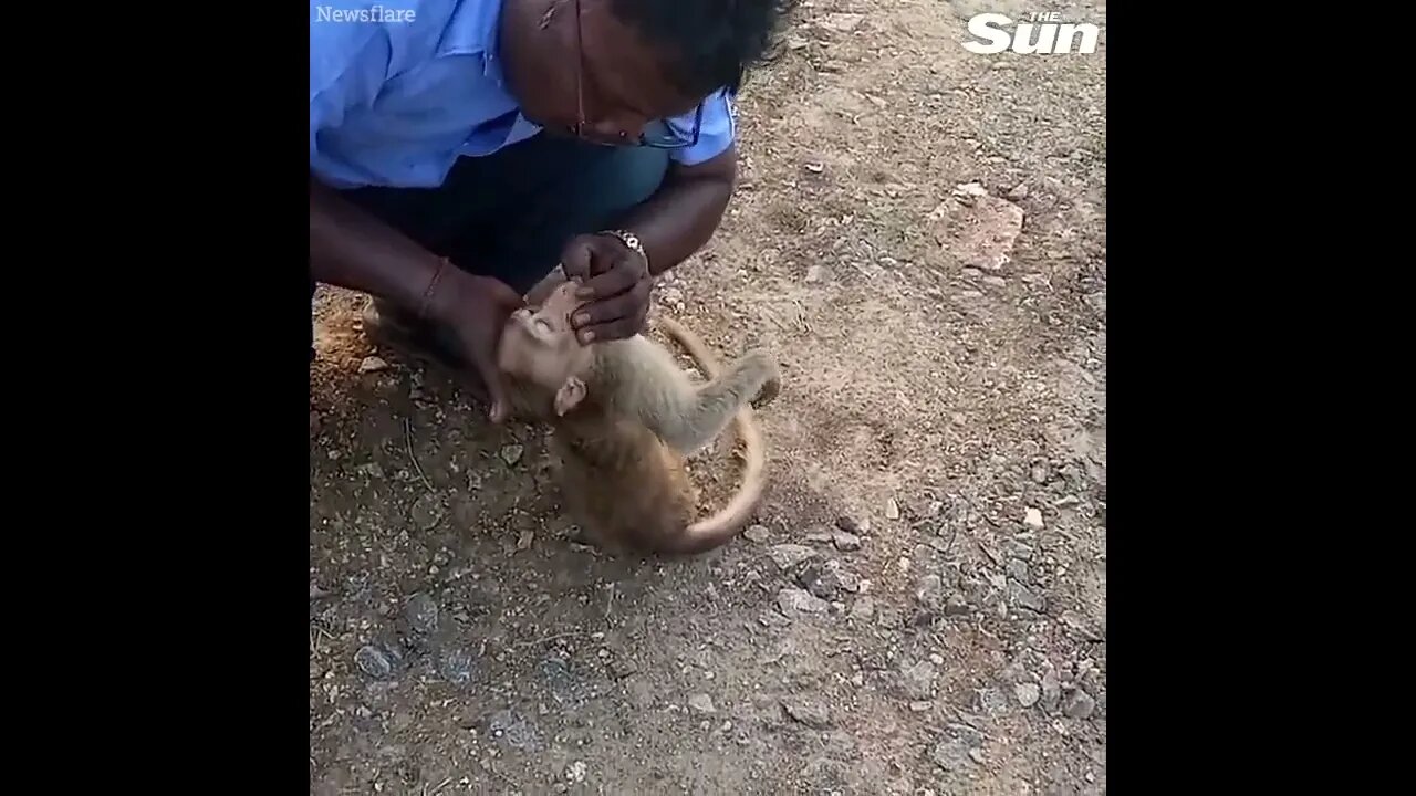 Taxi driver brings monkey back from dead with CPR