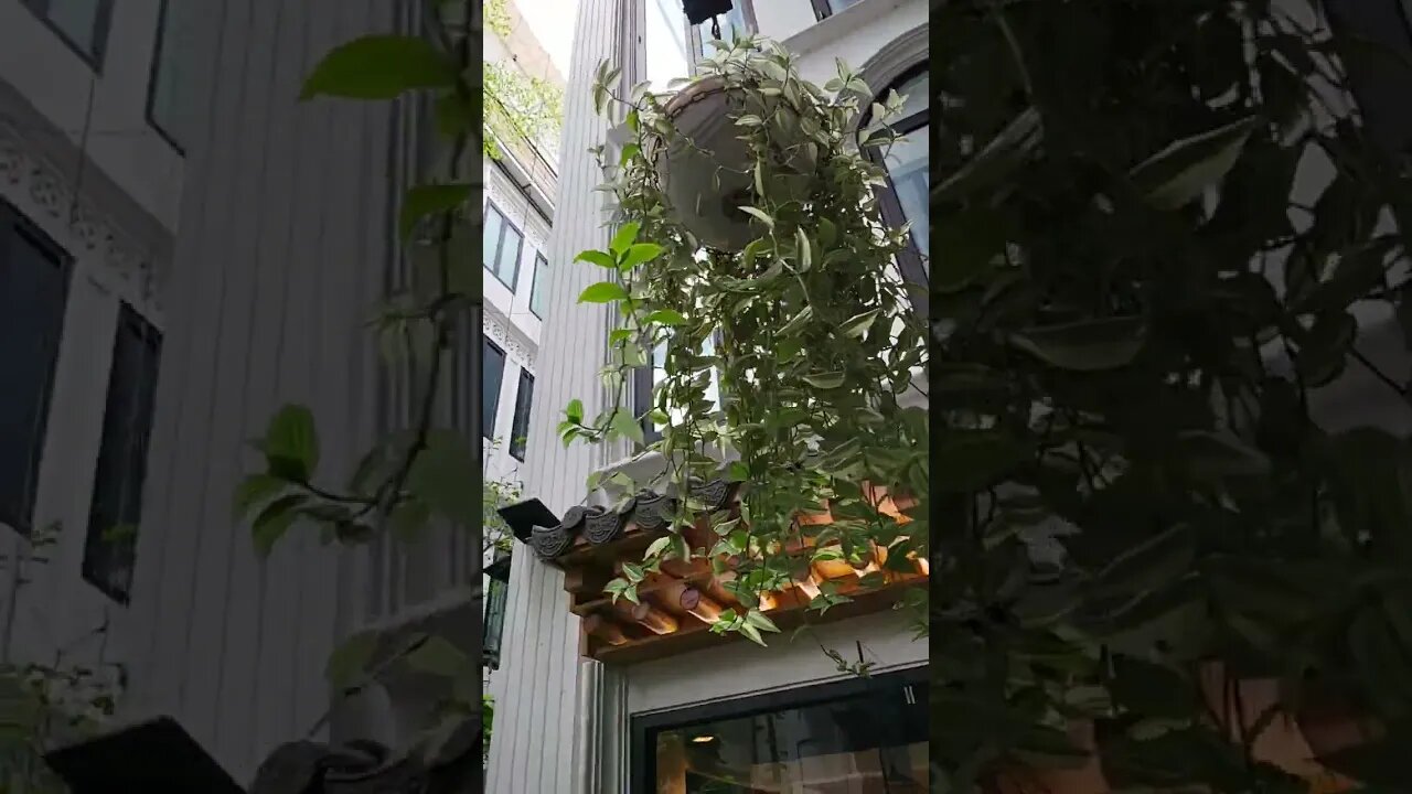 Beautiful Saigon Garden in District 1-[Vườn cây Sài Gòn Quận 1] #saigon #garden #shorts