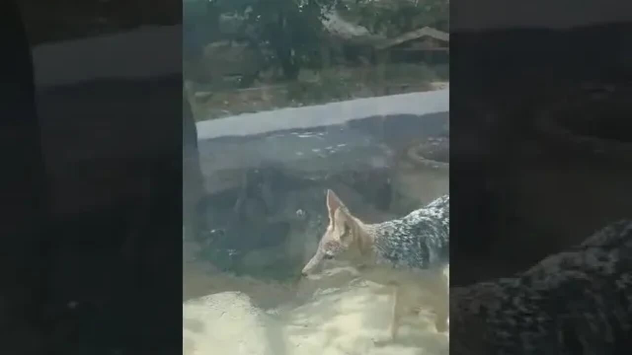 Curious Jackal At Zoo #shortsfeed #southkorea #shorts #zoo #animals #animalshorts #fyp