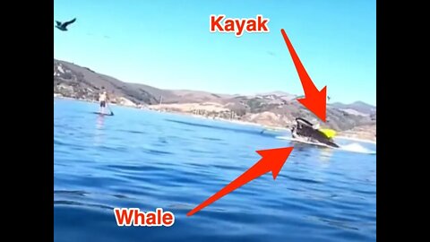 MONSTER Whale Swallows A Woman On A Kayak