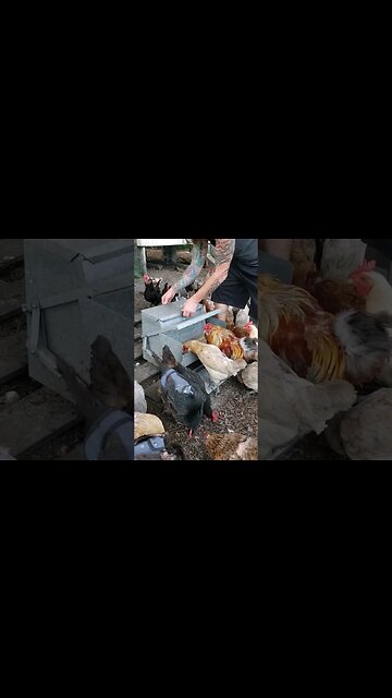 Refilling The Food Thing Again #chickens #chickenshorts