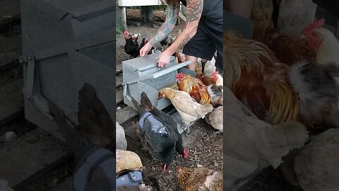 Refilling The Food Thing Again #chickens #chickenshorts