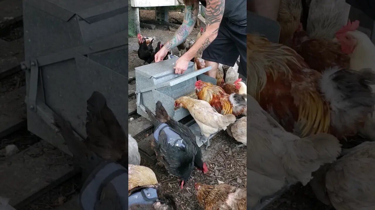 Refilling The Food Thing Again #chickens #chickenshorts