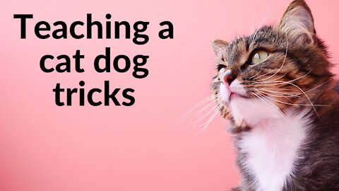 Teaching an old cat new dog tricks (very smart kitty)