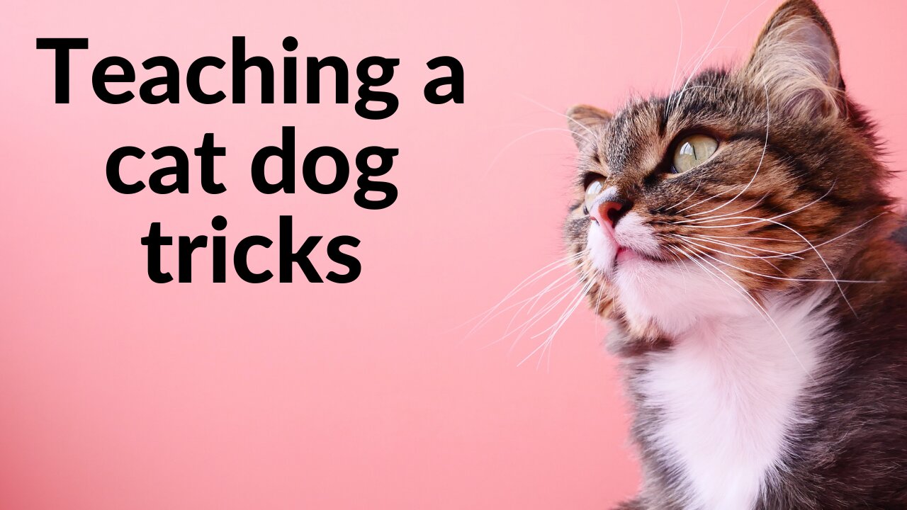 Teaching an old cat new dog tricks (very smart kitty)