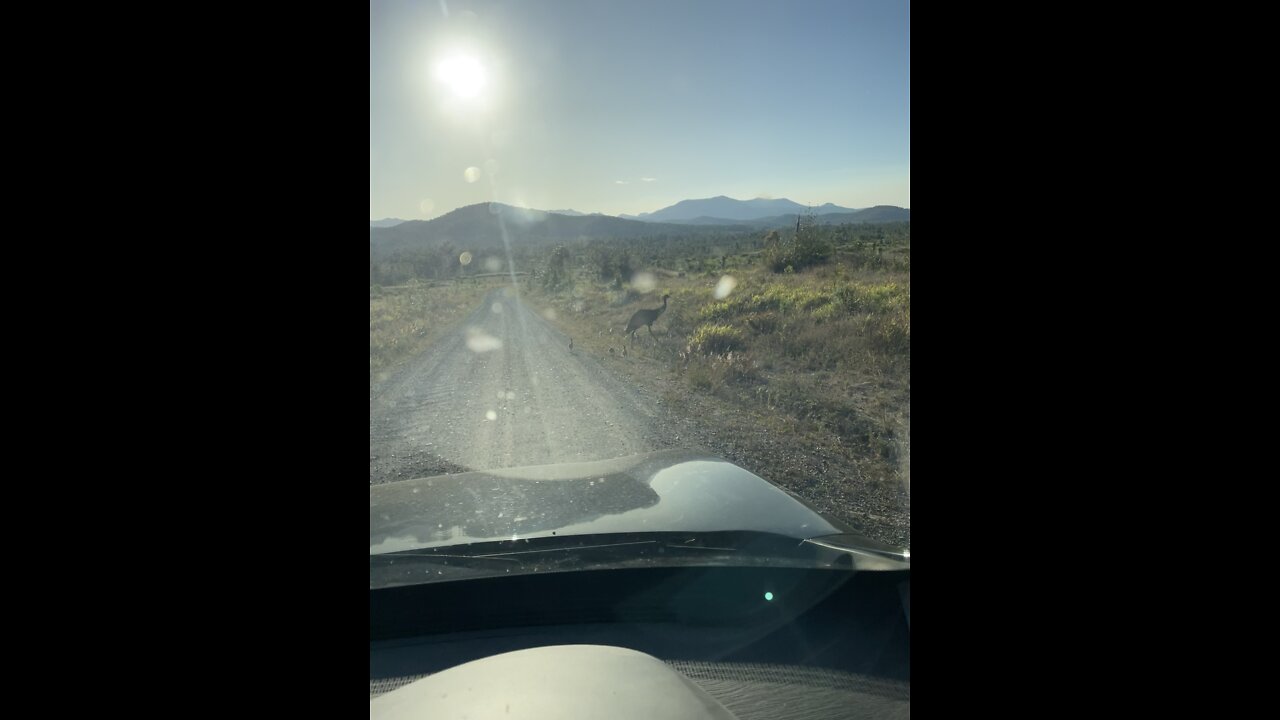 Emu encounter on a fishing trip