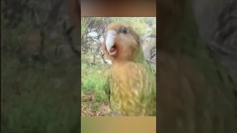 Kakapo Fofo - #shorts #short