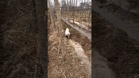 Farmer Pup setting up his irrigation channels 😍