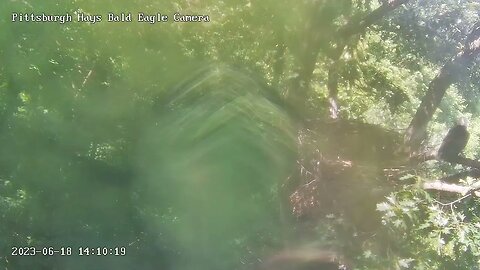 Hays Eagle Cam Parent with Food H in Hot Pursuit Claims food 6.18.23 14:08