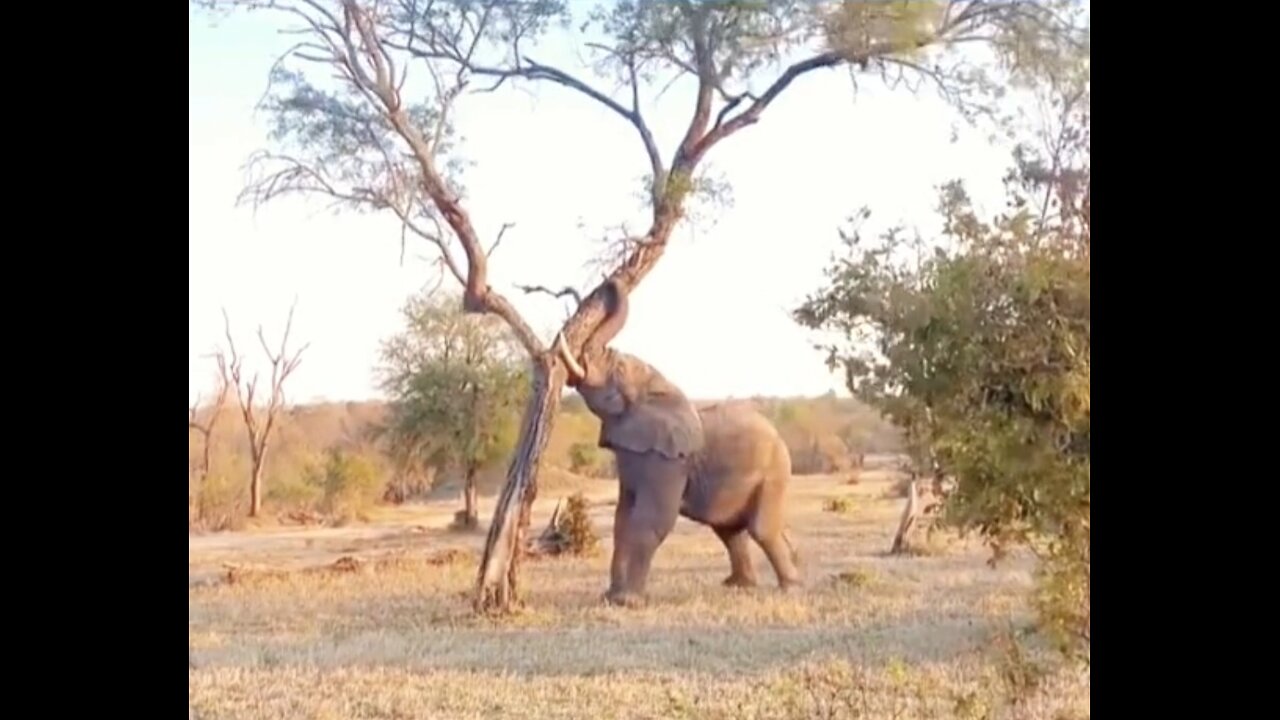 #animals #thegioidongvat #wildanimals