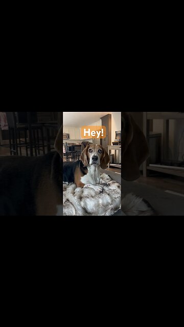 Independence Day Cigar! 🇺🇸 #cigar #cigars #luxury #dog #america