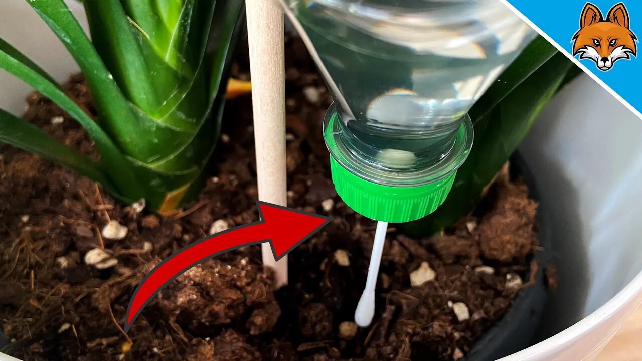 Put THAT in your PLANTS and WATCH WHAT HAPPENS 💥 (Automatic watering) 🤯