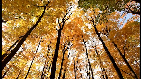 Nature is simple, art is heavy