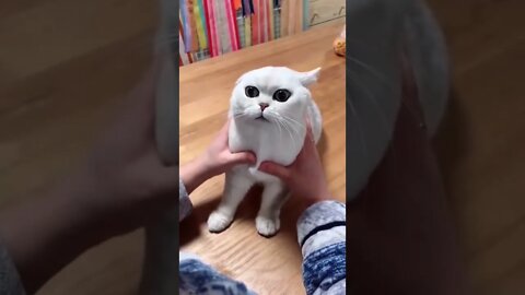 funny cat videos | cute cat videos | cute animals | funny cats 804 #cat #short #shorts