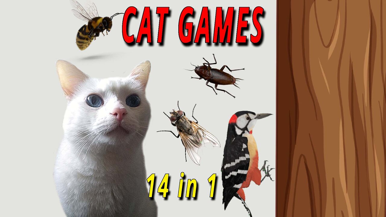 CAT GAMES: 14 IN 1