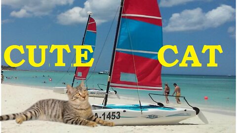 Cute & Funny | Cat Videos | qureshi digital tv