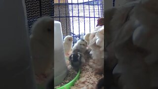 The secret lives of baby chicks