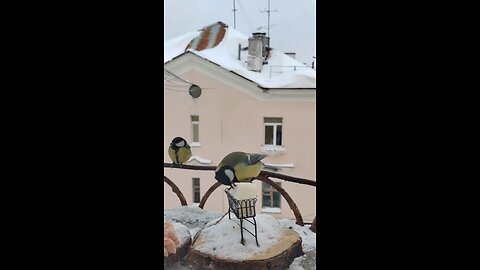 beautiful Bird