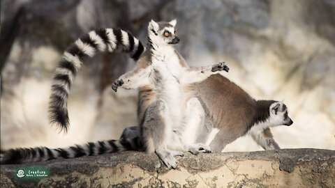 Cute Ring-Tailed Lemurs