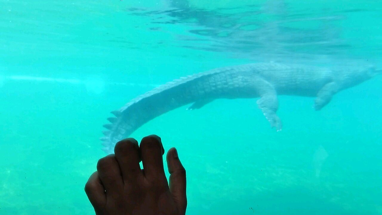crocodile 🐊 india