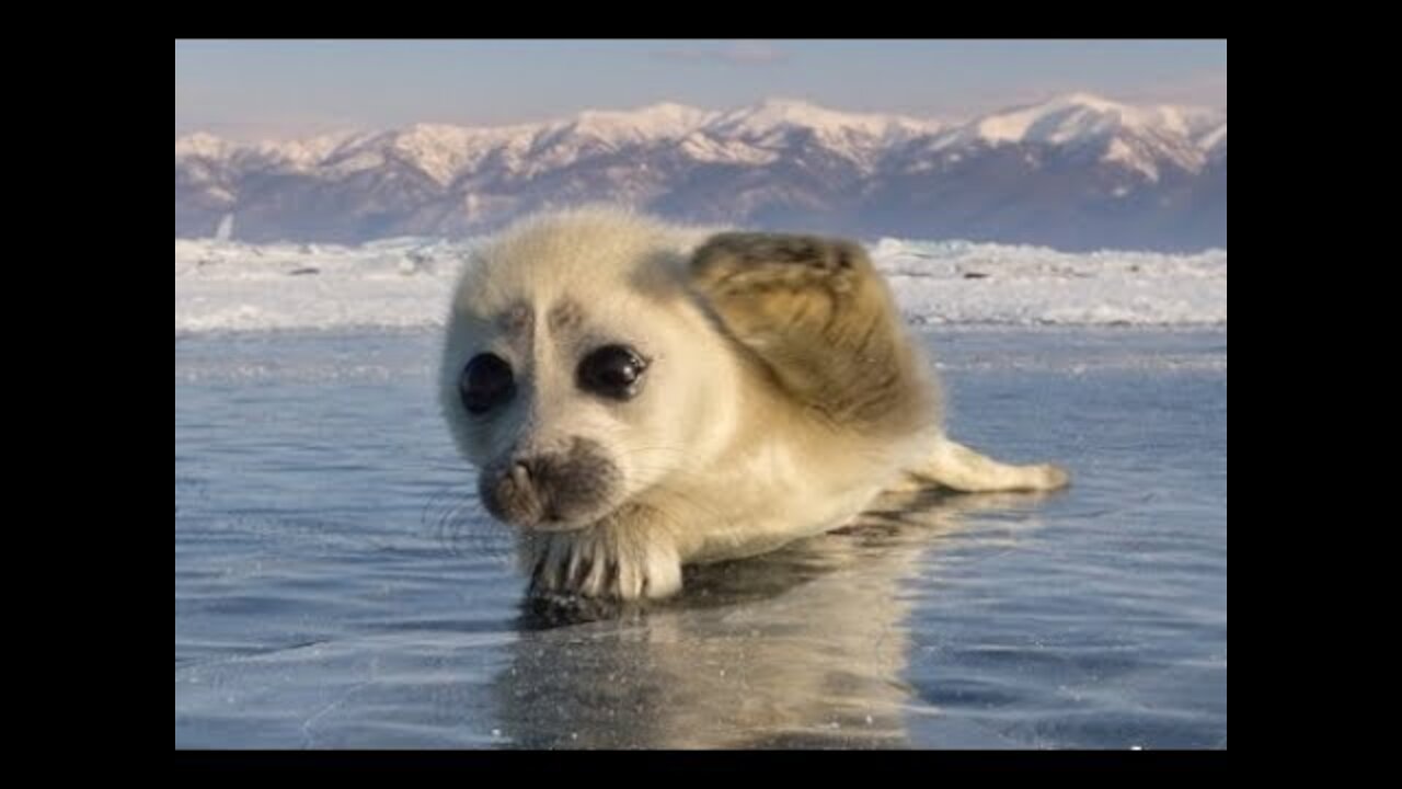 Cutest Wild Baby Animals Ever