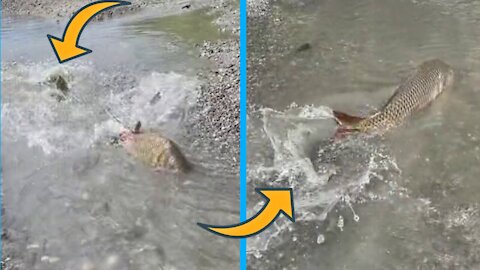 Big fish swim upstream on the road funny.