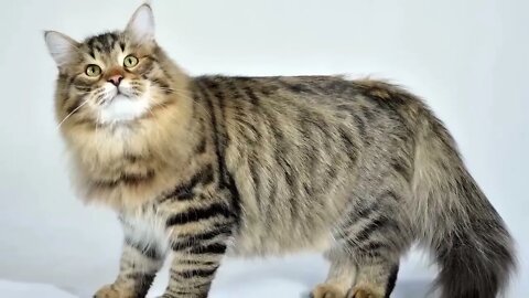 The BIGGEST CAT BREEDS In The World
